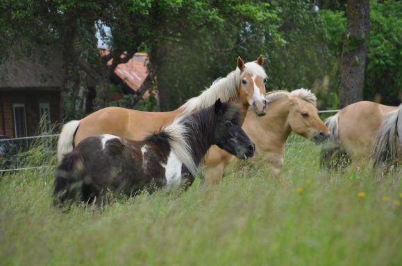 Eindrücke aus dem Ponyparadise