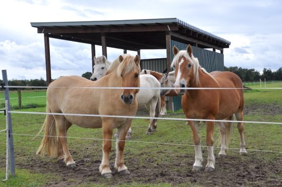 Eindrücke aus dem Ponyparadise