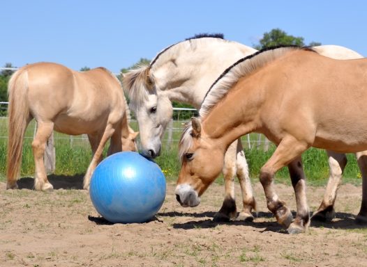 Eindrücke aus dem Ponyparadise