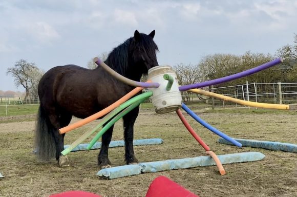 Eindrücke aus dem Ponyparadise