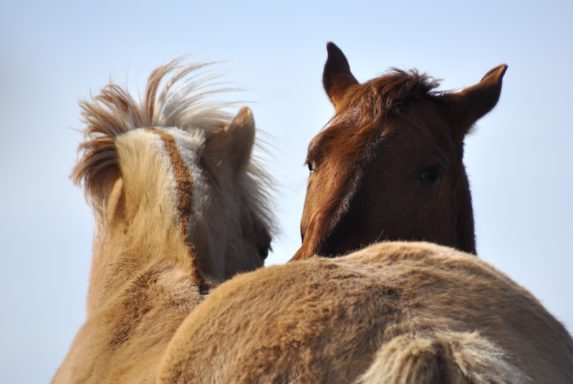 Eindrücke aus dem Ponyparadise