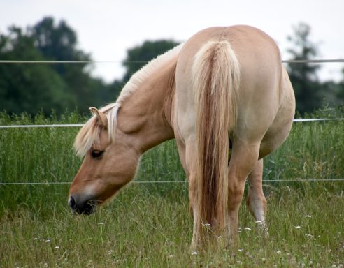 Eindrücke aus dem Ponyparadise