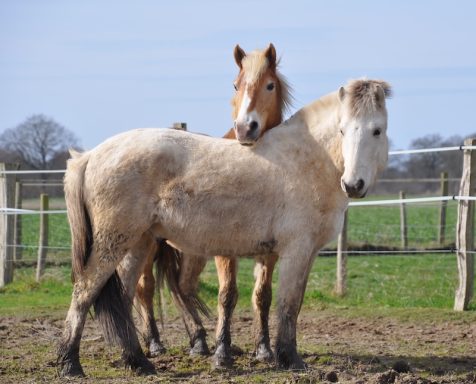 Eindrücke aus dem Ponyparadise