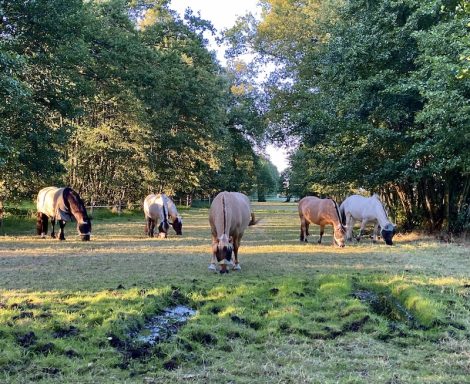 Eindrücke aus dem Ponyparadise