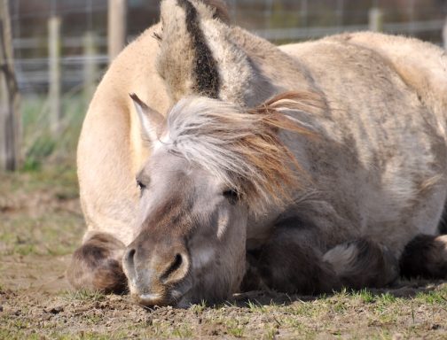 Eindrücke aus dem Ponyparadise