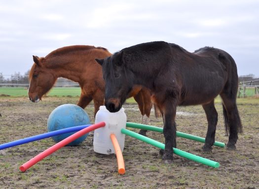 Eindrücke aus dem Ponyparadise