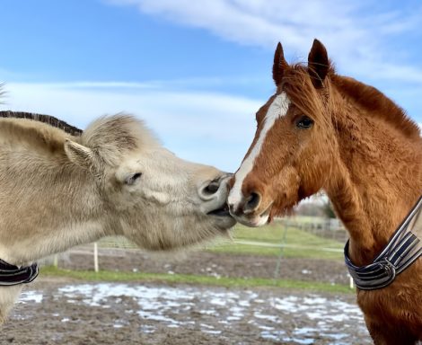 Eindrücke aus dem Ponyparadise