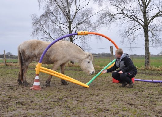 Eindrücke aus dem Ponyparadise