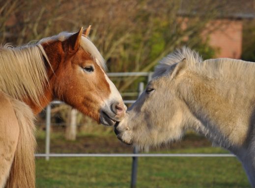 Eindrücke aus dem Ponyparadise