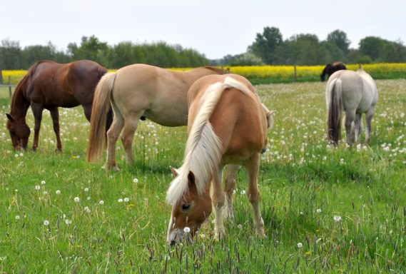 Eindrücke aus dem Ponyparadise