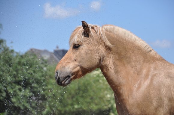 Eindrücke aus dem Ponyparadise