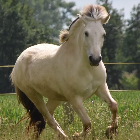 Was das Ponyparadise bietet