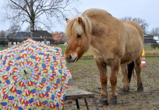 Eindrücke aus dem Ponyparadise