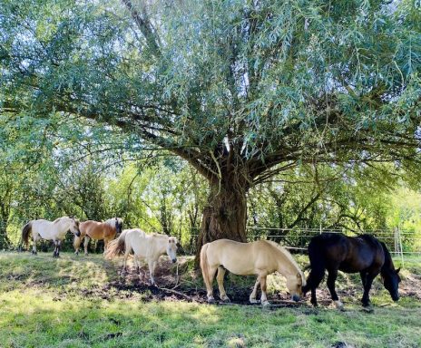 Eindrücke aus dem Ponyparadise