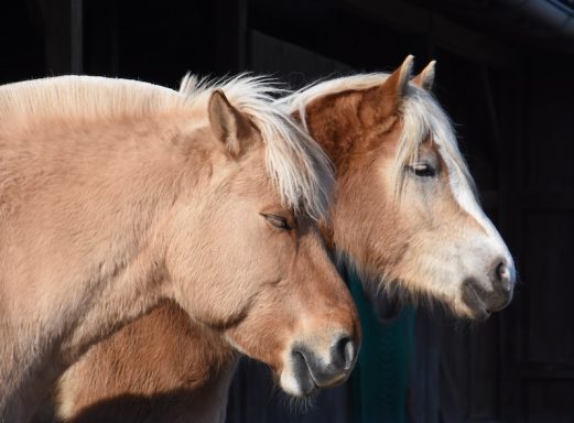 Eindrücke aus dem Ponyparadise