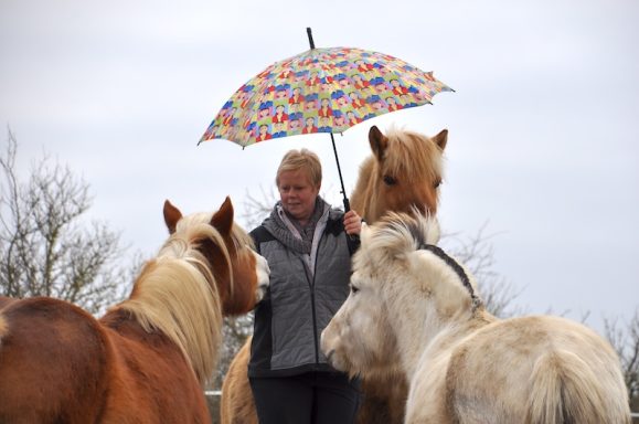 Eindrücke aus dem Ponyparadise